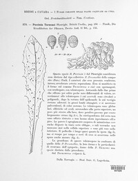 Puccinia hieracii var. hieracii image